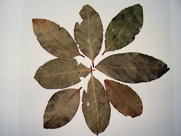 তেজপাতা