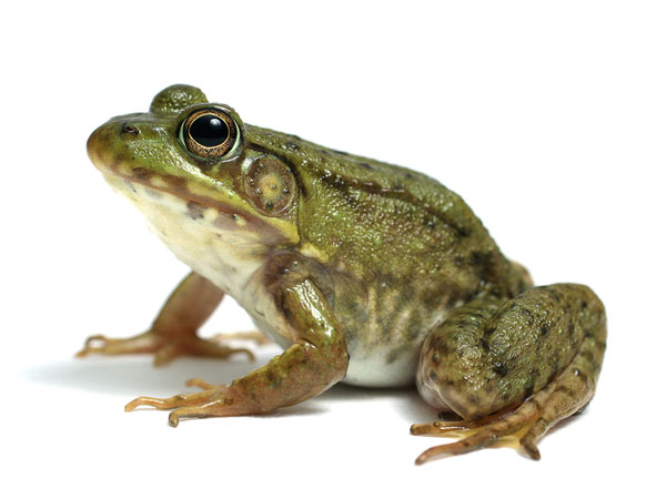 দুধ