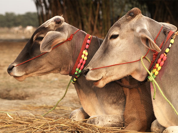গোমূত্র