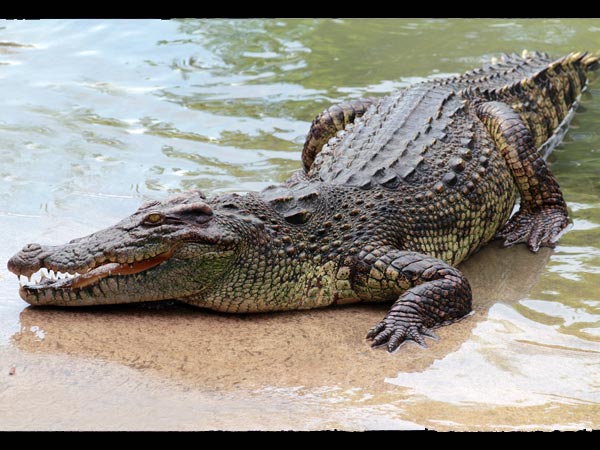 কুমীরের মলের ফেস প্যাক