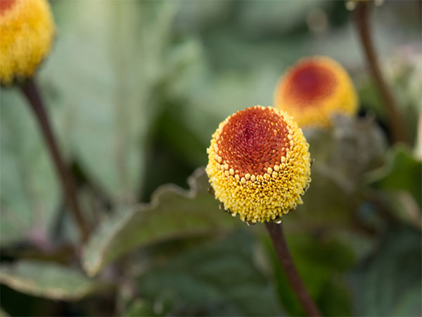 স্পিলান্থেস
