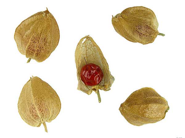 অশ্বগন্ধা