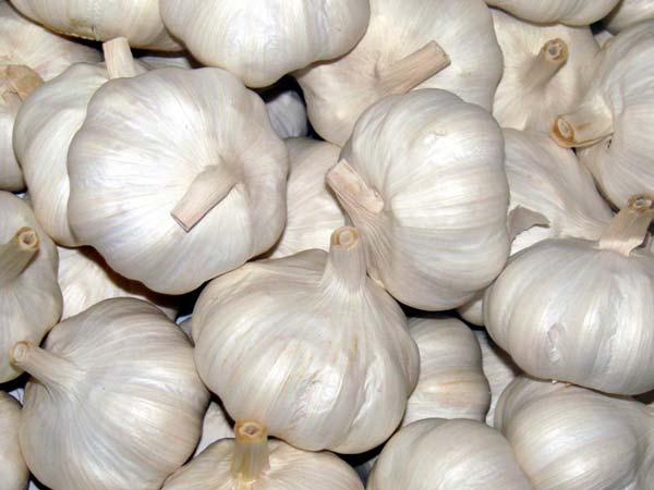রসুন