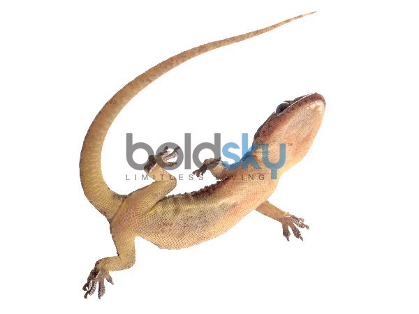 ডান চোখে টিকটিকি পড়লে