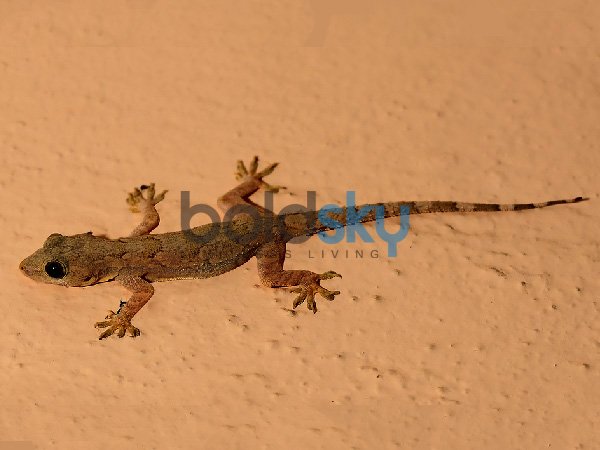 বাম হাতে টিকটিকি পড়লে