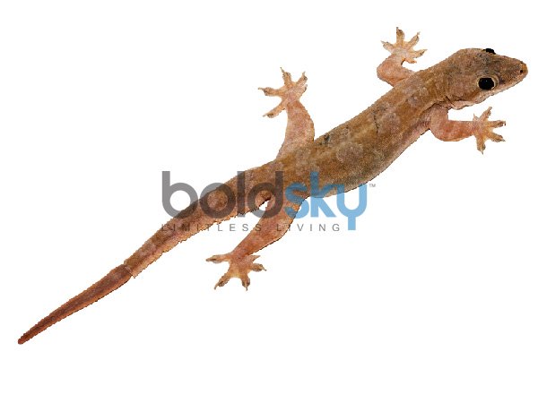 ঘাড়ে টিকটিকি পড়লে
