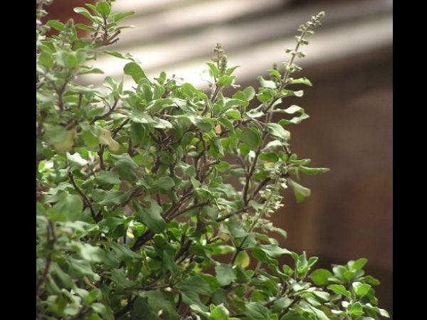তুলসী পাতা