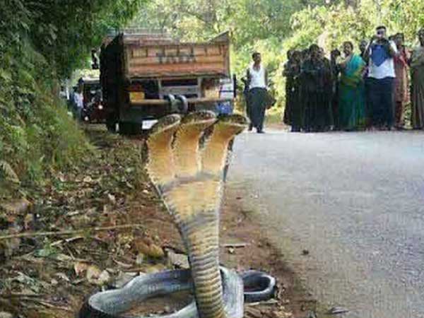 তিনমুখো সাঁপ
