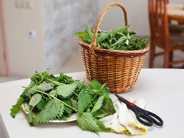 ন্যাটেল (বিছুটি) হেয়ার টিনিকঃ