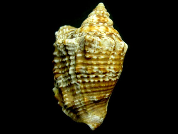 মতি শঙ্খ