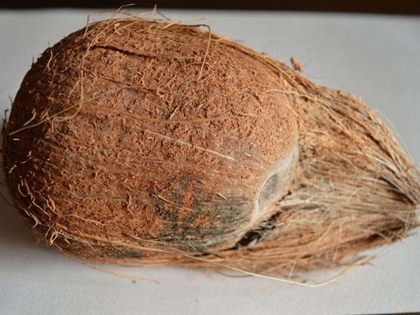 এক চক্ষু বিশিষ্ট নারকেল