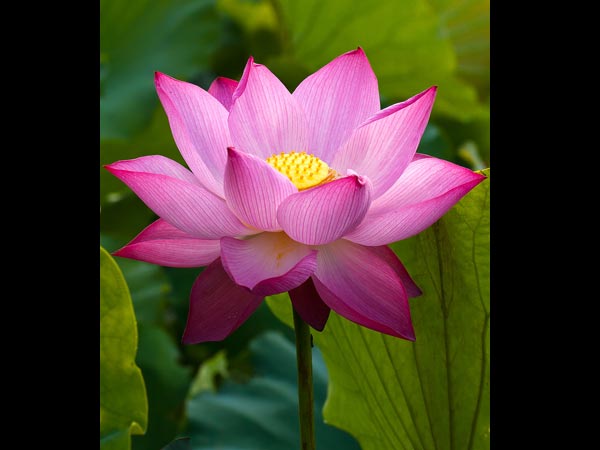 ৪.লোটাস চা: