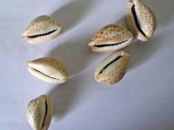 কড়ি: