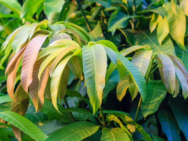 আরেকটি ওষুধ: