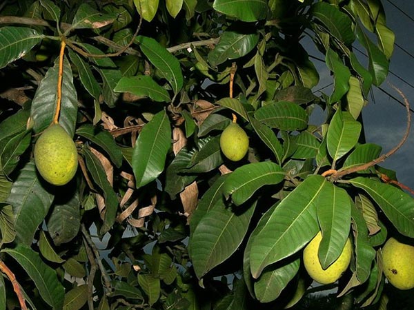 কী কী উপকার পাবেন?