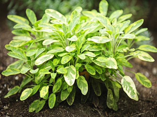 ১০. সেগে শাক: