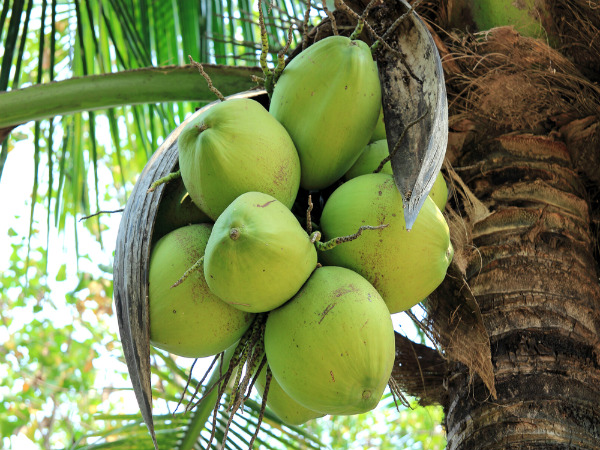 ৪. ডাবের জল: