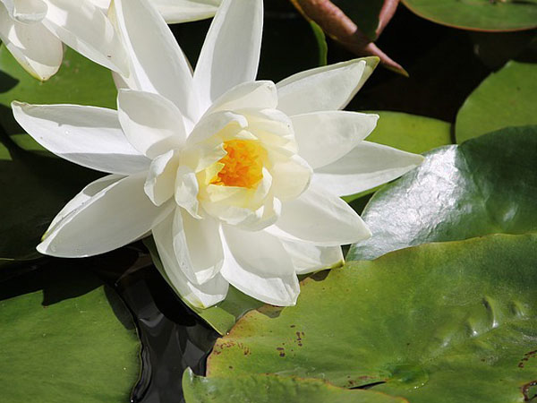 ১. ত্বককে ফর্সা এবং উজ্জ্বল করে: