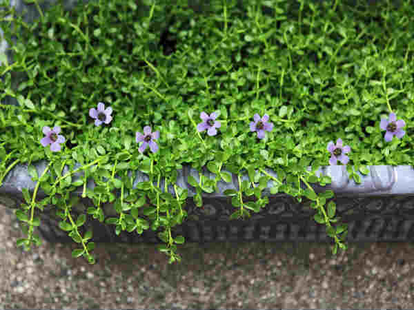 ৩. ব্রাহ্মি শাক: