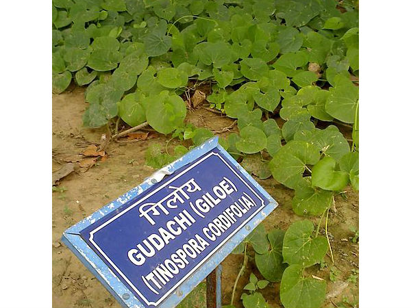 ২. গুলঞ্চ: