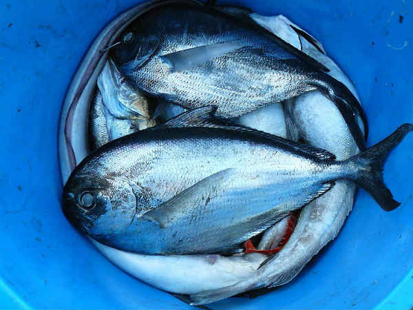 ৩. মাছ: