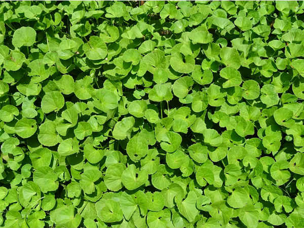 ৪. ব্রাহ্মি শাক: