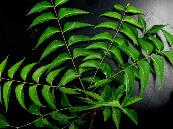 ৩. গায়ের দুর্গন্ধ দূর করে:
