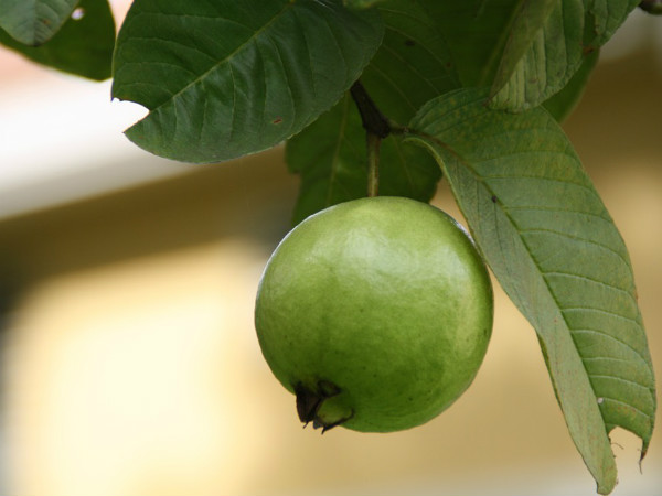 ২. পেয়ারা: