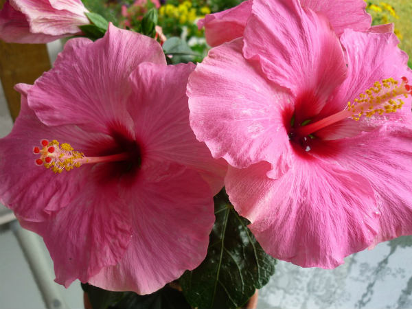 ২. খারাপ কোলেস্টেরলের মাত্রা কমায়: