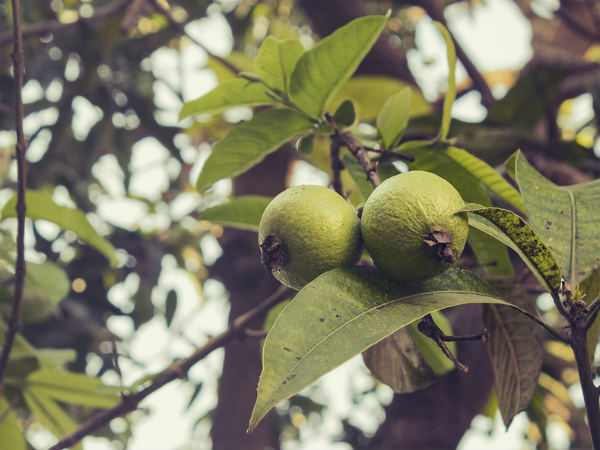 ৩. পেয়ারা পাতা: