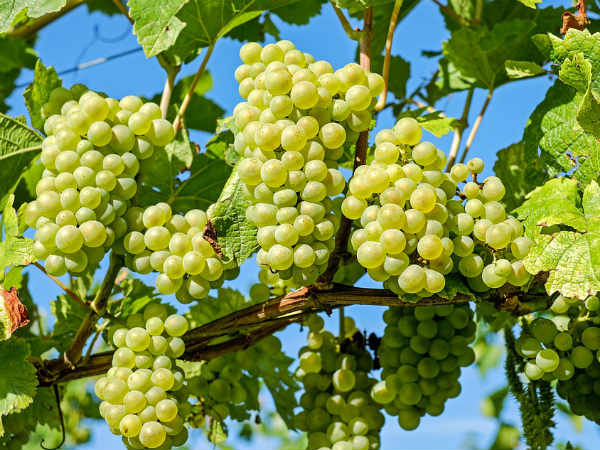 ১. আঙুর:
