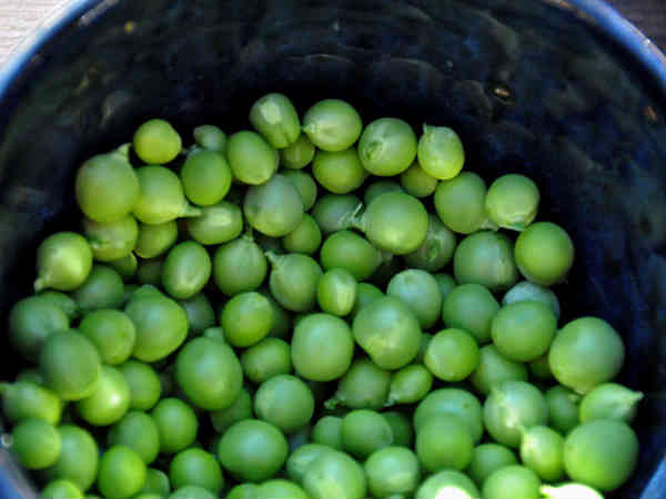 ৭. মটরশুঁটি: