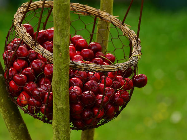 ৬. পুষ্টির ঘাটতি দূর করে: