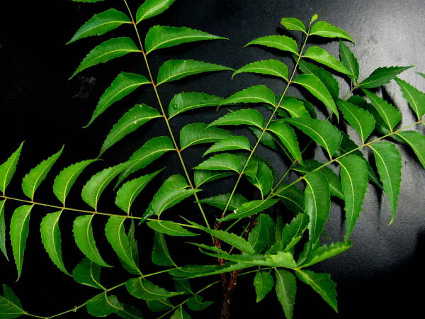 ৬. নিম পাতা: