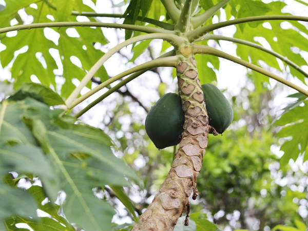১. পেঁপে পাতা: