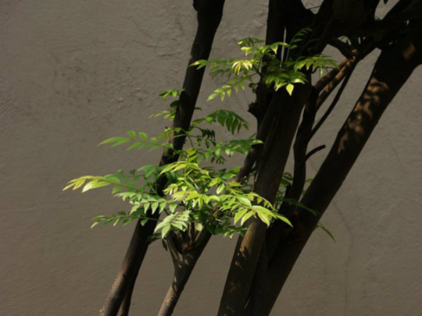 ৬. কারি পাতা: