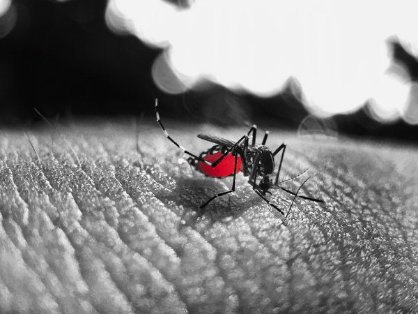 কী এই ডেঙ্গু জ্বর?