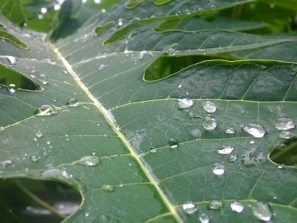 ৬. পিরিয়োডের কষ্ট দূর করে: