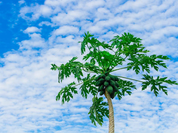 ১. ডেঙ্গু রোগকে দূরে রাখে: