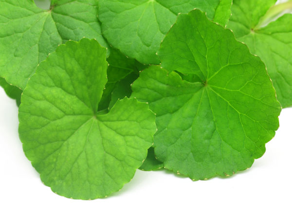 ২. ব্রাহ্মি শাখ: