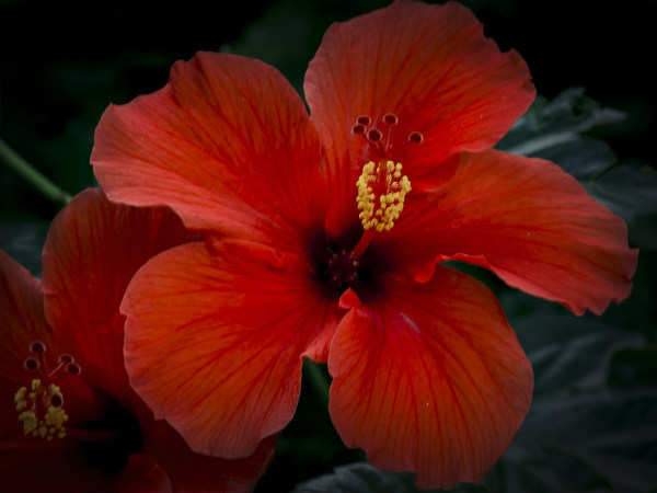 ৪. কিডনি স্টোনের আশঙ্কা কমায়: