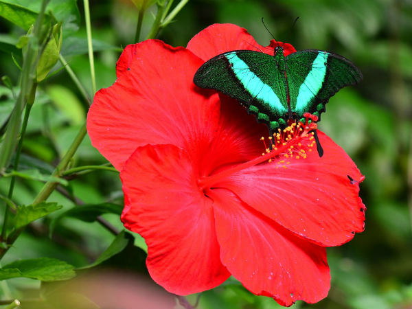 ৬. পিরিয়োডের কষ্ট কমায়: