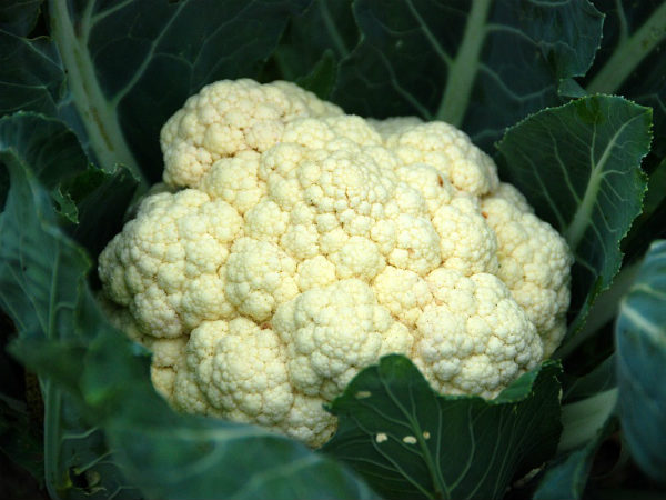 ৪. ফুলকোপি: