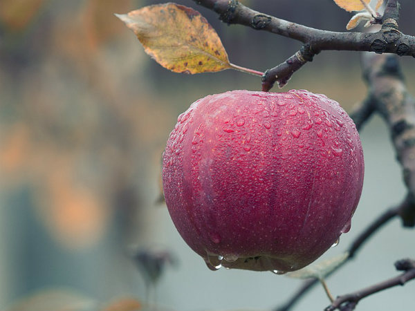 ৫. আপেল: