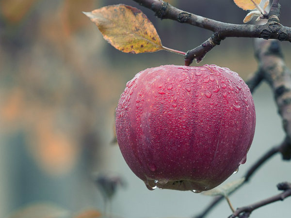 ৬. আপেল: