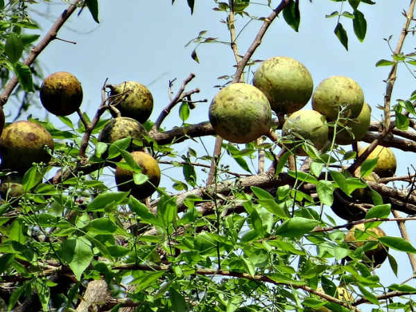 ১. হজম ক্ষমতার উন্নতি ঘটে: