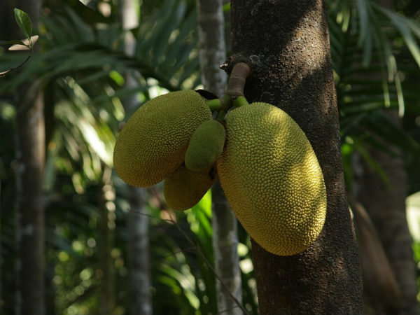 ৪. ভিটামিন এ-এর ঘাটতি মেটায়: