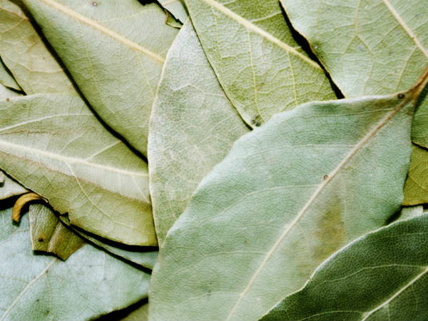 ১. রেসপিরেটরি কন্ডিশনের উন্নতি ঘটায়:
