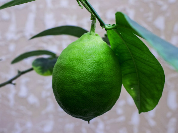 ৪. সাইট্রাস ফল :