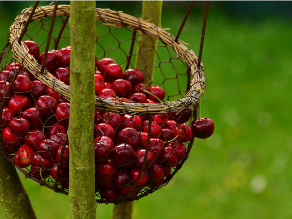 ১. চেরি: